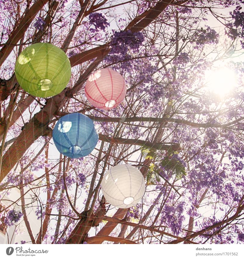 Bunte Lampions in deinem Baum exotisch harmonisch Erholung Sommer Sonne Party Feste & Feiern Sonnenlicht Garten Park Papier Dekoration & Verzierung Blüte