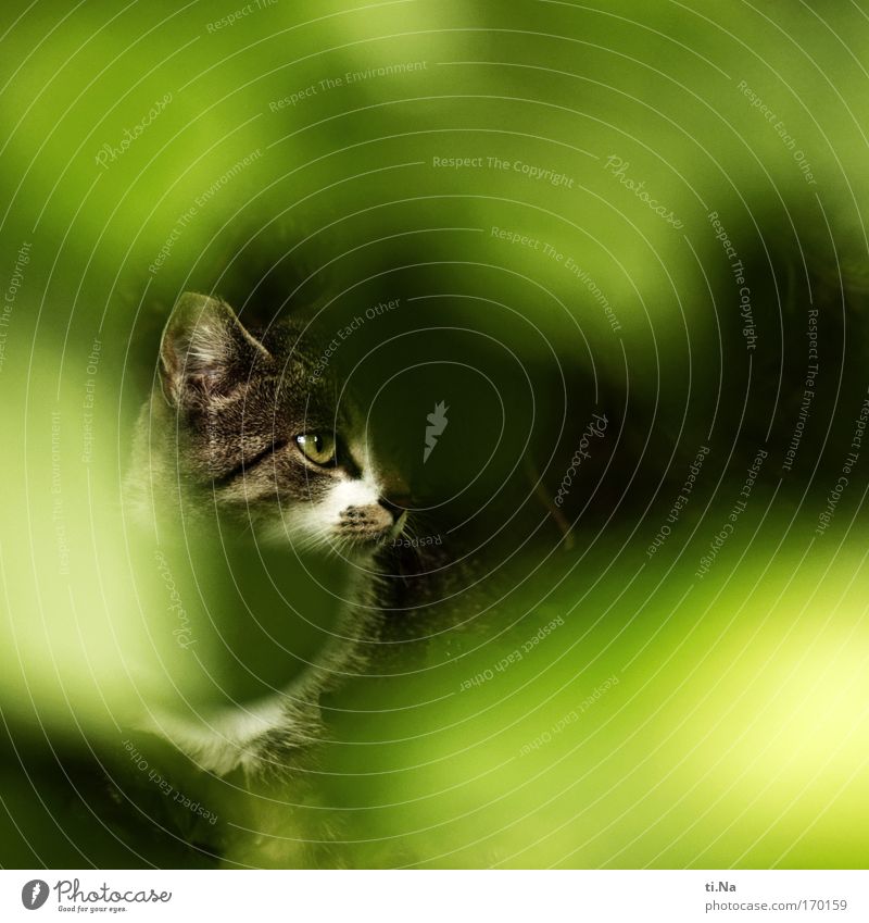 Mäusejägerin Jagd Tier Haustier Wildtier Katze 1 beobachten entdecken listig natürlich Neugier braun grün schwarz weiß Wachsamkeit Ausdauer Tigerfellmuster