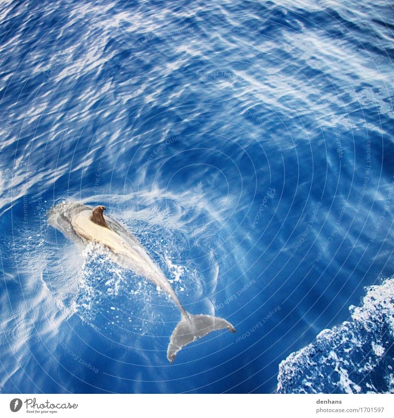 Delfin elegant Ausflug Abenteuer Kreuzfahrt Sommer Meer Umwelt Natur Tier Wasser Wellen Atlantik Insel La Palma Delphine 1 Schwimmen & Baden entdecken tauchen