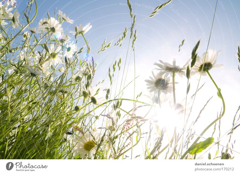 Sommerwiesenblümchenbild Farbfoto Gedeckte Farben Außenaufnahme Nahaufnahme Detailaufnahme Menschenleer Tag Licht Sonnenlicht Sonnenstrahlen Gegenlicht