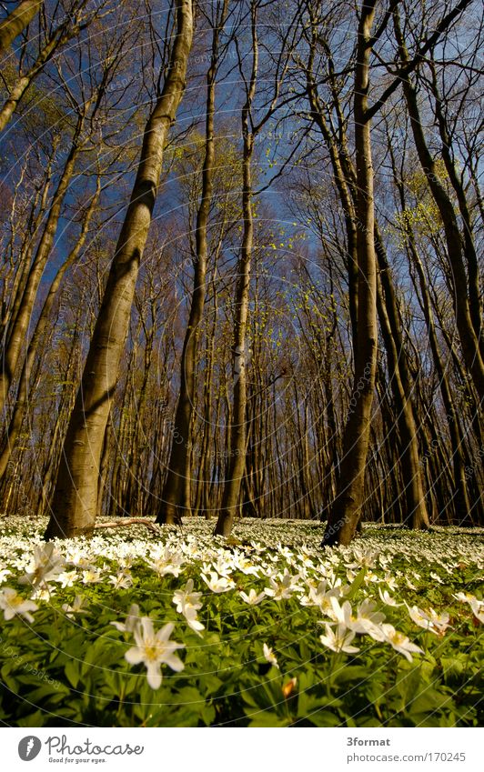 FRÜHLING IM WALD Wald Frühling Blume Blüte Baum Himmel blau Blauer Himmel Buden Teppich Samt Moos weich zart frisch jung neu Leben erwachen erwacht