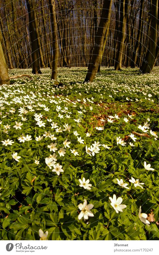 FRÜHLING IM WALD Wald Frühling Schwanenblumengewächse Blumenbeet blumenförmig Blumenerde Duft Blumenstengel Blumenwiese Blüte Baum blau Blauer Himmel Buden