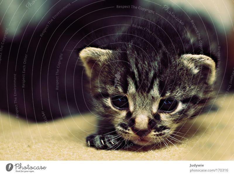 Kulleraugenkätzchen II Farbfoto Innenaufnahme Textfreiraum links Tierporträt Blick in die Kamera Haare & Frisuren Haustier Katze 1 Tierjunges entdecken gehen