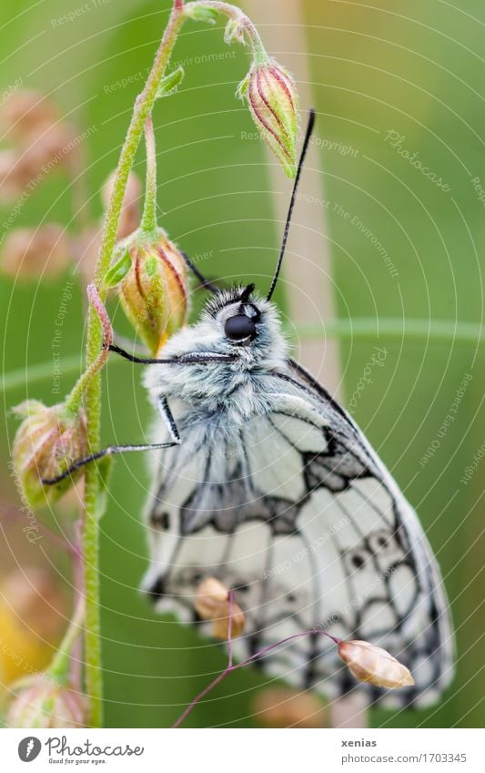 Schmetterling in einer Wiese Schachbrett Insekt Gras Tier Melamargia galathea 1 hängen grün schwarz weiß Natur Edelfalter Flügel Postkarte Insektensterben