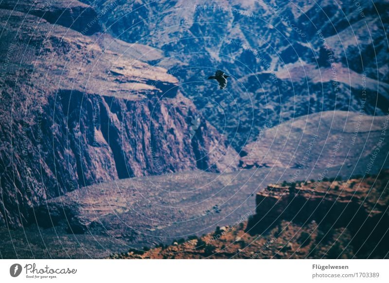 Flieg in die Freiheit Ferien & Urlaub & Reisen Ferne Berge u. Gebirge Vulkan Schlucht Tier Vogel fliegen Adler Adleraugen Grand Canyon USA Amerika