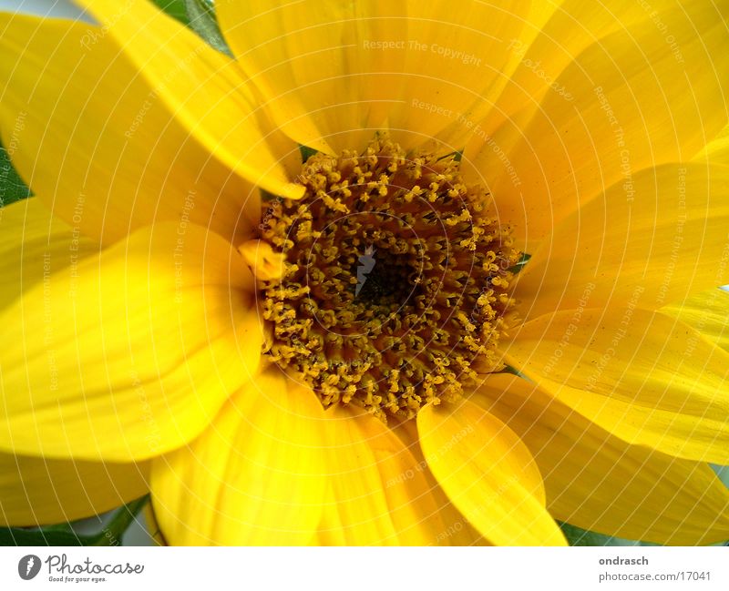 gelb macht glücklich Sonnenblume Blume Pflanze Sommer Frühling Italien Stempel orange Natur