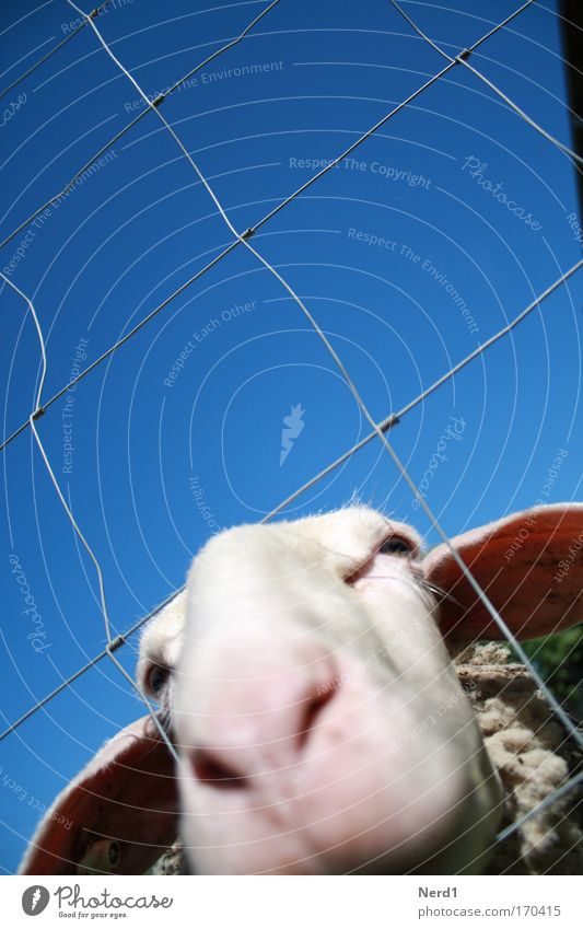 Mäh Farbfoto mehrfarbig Außenaufnahme Nahaufnahme Experiment Tag Sonnenlicht Starke Tiefenschärfe Tierporträt Blick in die Kamera Nutztier Tiergesicht Fell 1