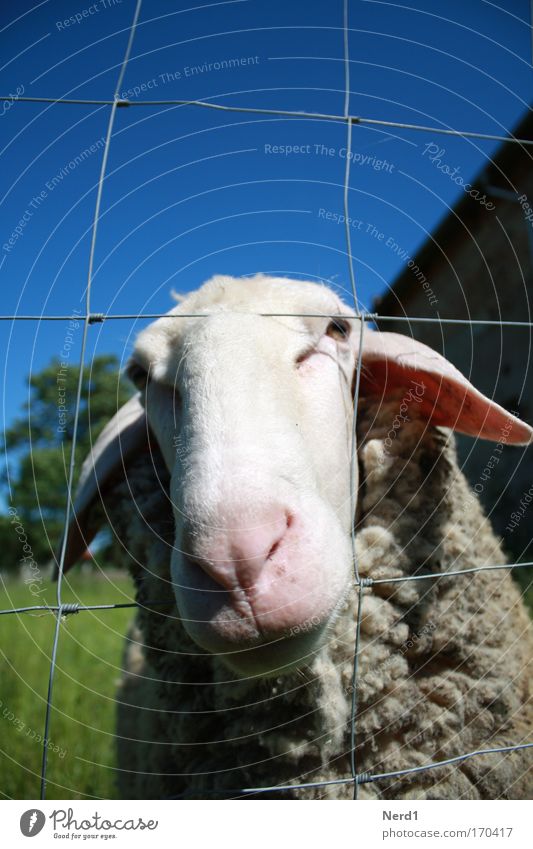 Mäh2 Schaf Tier Himmel blau Wolle Schnauze Zaun ländlich Menschenleer Tiergesicht Tierporträt 1 einzeln Blick in die Kamera Schafswolle Schaffell Neugier