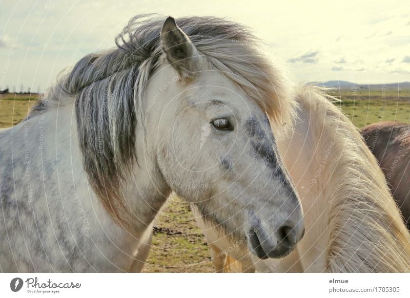 Apfelschimmel Island Pferd Tiergesicht Isländer Island Ponys Schimmel Mähne Ohr Nüstern Blick stehen ästhetisch Neugier weiß Glück Zufriedenheit Kraft Romantik