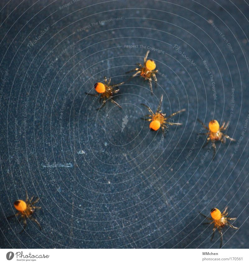 on the dancefloor Farbfoto Spielen Spinne Tiergruppe Netz Netzwerk Zusammensein dunkel Ekel gruselig blau gelb Angst Spinnennetz Spinnenbeine Nachkommen