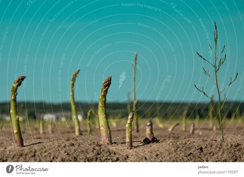 starke zuneigung Außenaufnahme Textfreiraum oben Froschperspektive Ernährung Bioprodukte Landschaft Erde Sand Wolkenloser Himmel Feld Tanzen Leidenschaft