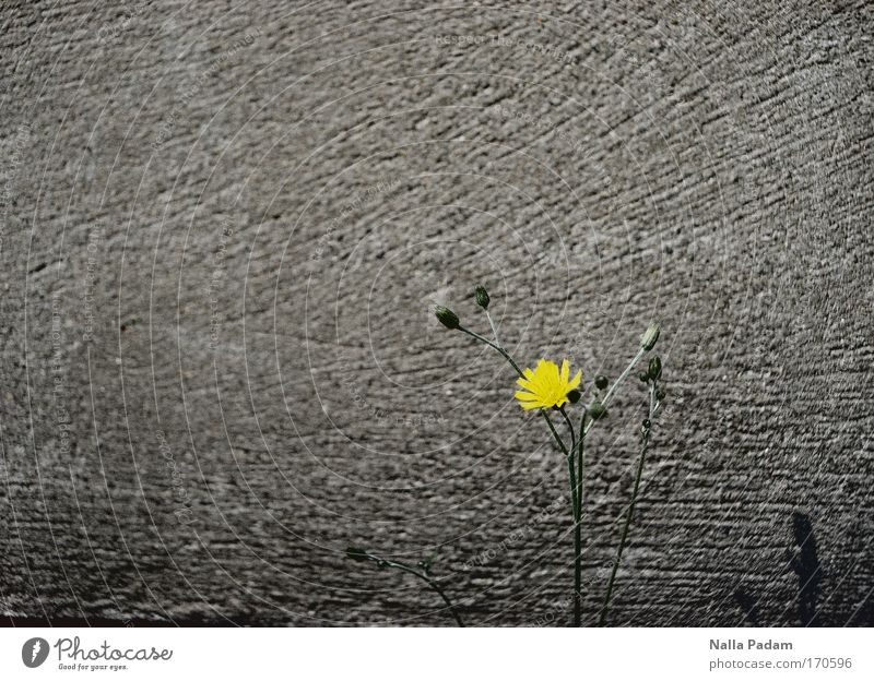 Flower vor einer Mauer Farbfoto Außenaufnahme Strukturen & Formen Menschenleer Textfreiraum links Textfreiraum oben Tag Schatten Kontrast Pflanze Frühling Blüte
