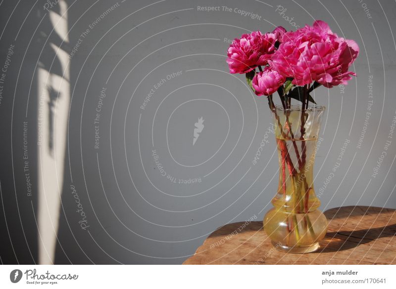 Rosen Farbfoto Innenaufnahme Menschenleer Tag Dekoration & Verzierung Blume Blüte Holz Glas rosa ruhig