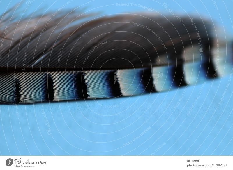 Federschmuck Wellness harmonisch ruhig Natur Tier Vogel Flügel Eichelhäher liegen ästhetisch authentisch exotisch nah modern weich blau grau schwarz weiß Design