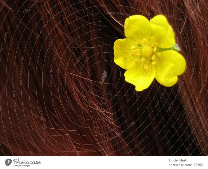 Gelbe Blümchen Blume im Haar gelb Haare & Frisuren blume im haar stecken rot schick Farbfoto Ha!