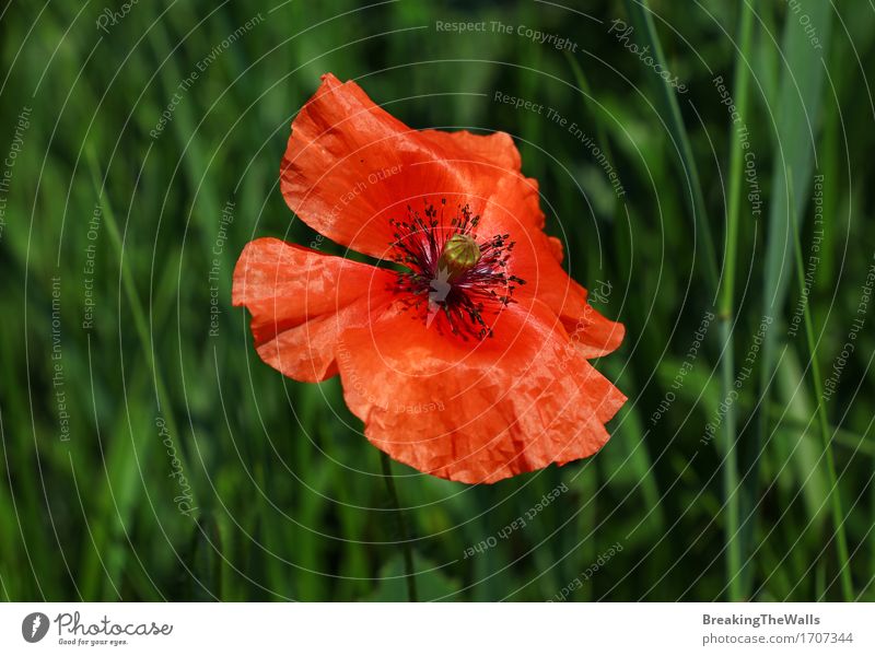 Rote Mohnblume Papaver-Blume im grünen Gras der Sommerwiese Natur Pflanze Schönes Wetter Blüte Wildpflanze Wiese Feld Wachstum frisch schön neu rot Farbe offen