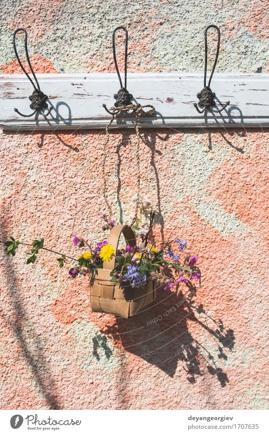 Blumen im Korb auf Aufhänger auf einer Wand Topf Design schön Sommer Garten Dekoration & Verzierung Natur Pflanze Blatt Blüte grün weiß Farbe erhängen Frühling