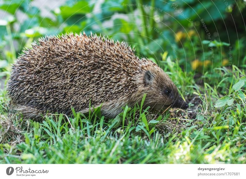 Igel auf grünem Gras ein lizenzfreies Stock Foto von