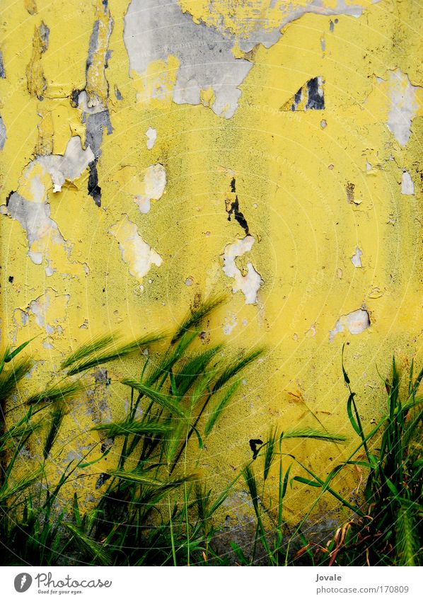 Grungy Berlin grows so fast Farbfoto Außenaufnahme Nahaufnahme Menschenleer Textfreiraum oben Tag Kontrast Sonnenlicht Subkultur Natur Pflanze Gras Wildpflanze