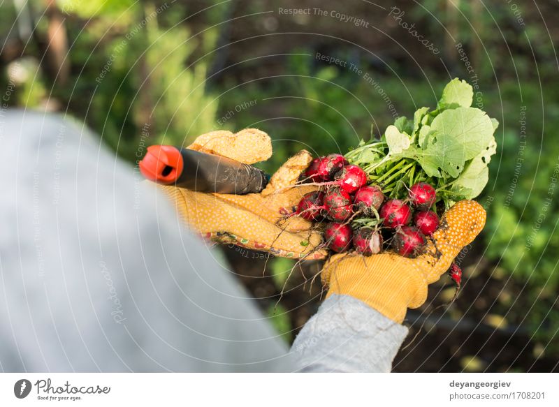 Frauengriffbündel Rettiche Gemüse Vegetarische Ernährung Sommer Garten Gartenarbeit Erwachsene Hand Natur Pflanze frisch grün rot Radieschen Haufen organisch