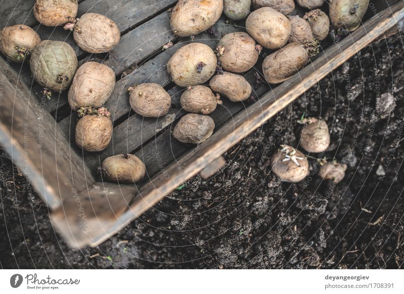 Kartoffeln pflanzen Gemüse Garten Gartenarbeit Natur Pflanze Erde Wachstum frisch natürlich Samen Lebensmittel organisch Kiste Ackerbau Frühling Wurzel sprießen