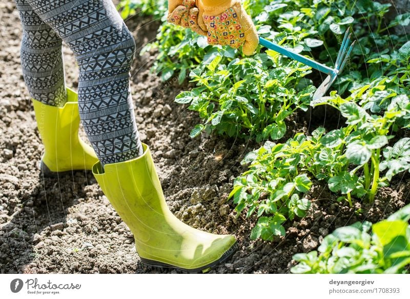 Kartoffeln hacken Sommer Garten Arbeit & Erwerbstätigkeit Gartenarbeit Werkzeug Mensch Mann Erwachsene Hand Pflanze Erde grün Landwirt Hacke Ackerbau Boden