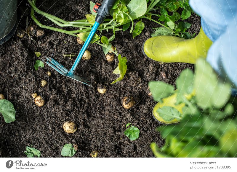 Kartoffeln hacken Sommer Garten Arbeit & Erwerbstätigkeit Gartenarbeit Werkzeug Mensch Mann Erwachsene Hand Pflanze Erde grün Landwirt Hacke Ackerbau Boden