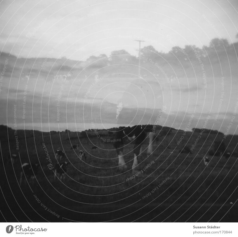 Phantomkuh Schwarzweißfoto Außenaufnahme Experiment Lomografie Holga abstrakt Dämmerung Kontrast Reflexion & Spiegelung Unschärfe Blick in die Kamera Natur