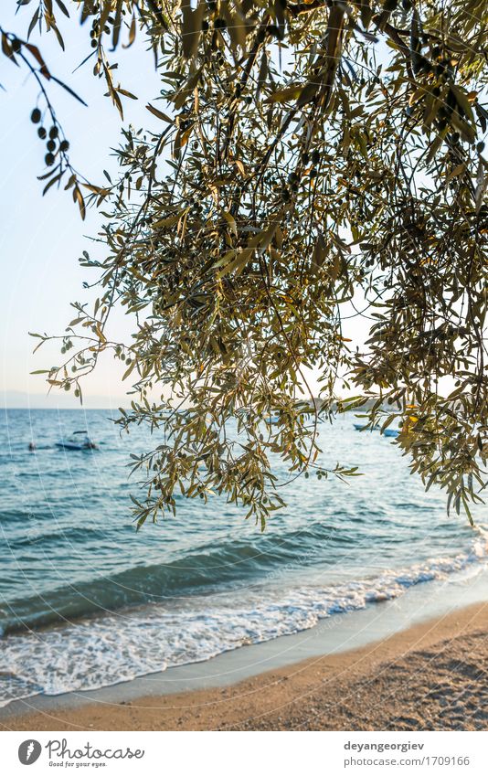 Olivenbäume, Meer und Sunse schön Ferien & Urlaub & Reisen Tourismus Sommer Sonne Strand Insel Berge u. Gebirge Garten Natur Landschaft Himmel Baum blau oliv