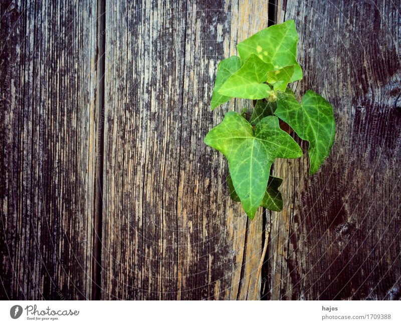 Efeu an altem Brett Pflanze grün Ranker Kletterpflanzen grün alt Schiffsplanken Tür Hintergrundbild Textraum Freiraum Farbfoto Außenaufnahme Textfreiraum links