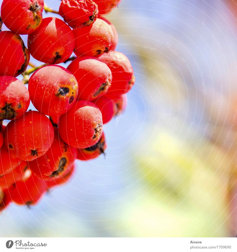 natur pur Pflanze Sommer Herbst Schönes Wetter Baum Vogelbeeren Vogelbeerbaum Frucht Beerenfruchtstand Garten Perle Duft frisch Gesundheit positiv rund saftig