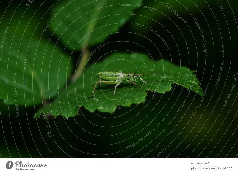 Nadelholzsäbelschrecke Tier Wildtier Heuschrecke 1 Tierjunges hocken krabbeln laufen Blick sitzen springen exotisch natürlich grün Langfühlerschrecke