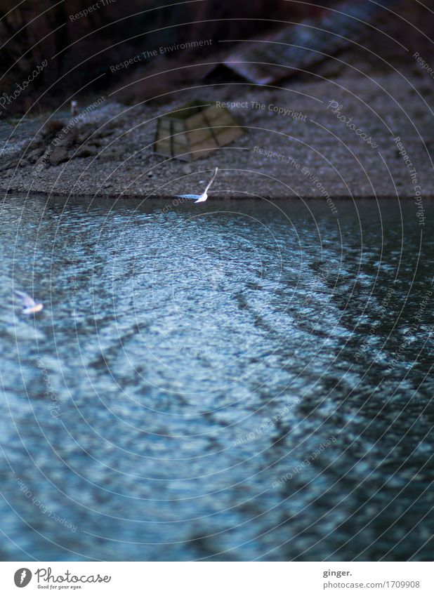 Tlön | Die andere Seite Umwelt Natur Erde Wasser Herbst Wetter Flussufer Strand blau braun Möwe lensbaby Rhein Strukturen & Formen Zelt fliegen diffus 2 Vogel