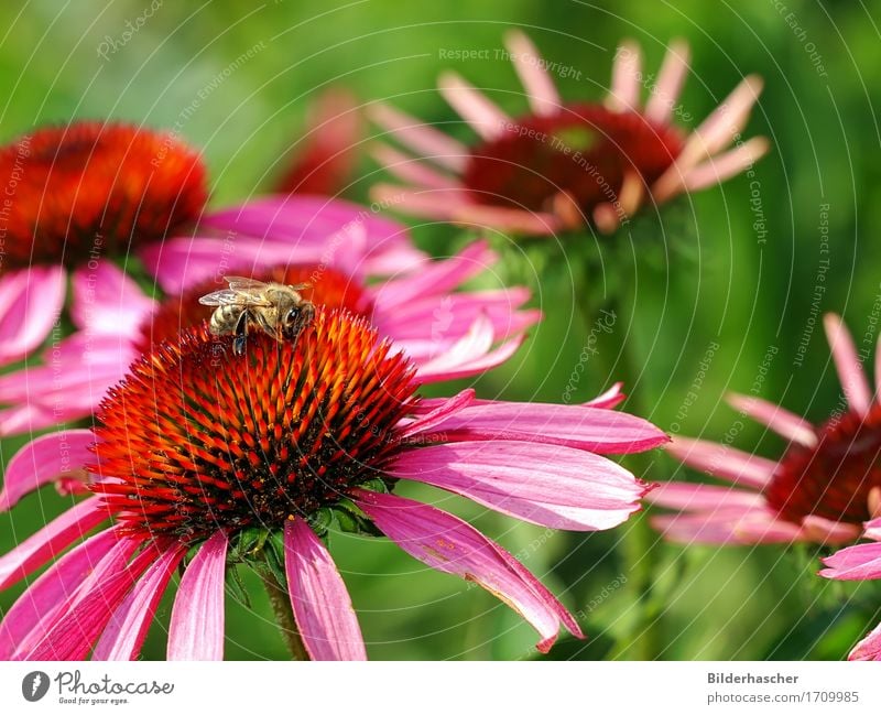 Biene auf Blüte Honigbiene Roter Sonnenhut Insekt Fluginsekt Blume Sommerblumen Blütenstauden Korbblütengewächs Blumenstrauß Blütenblatt Pollen Nektar orange