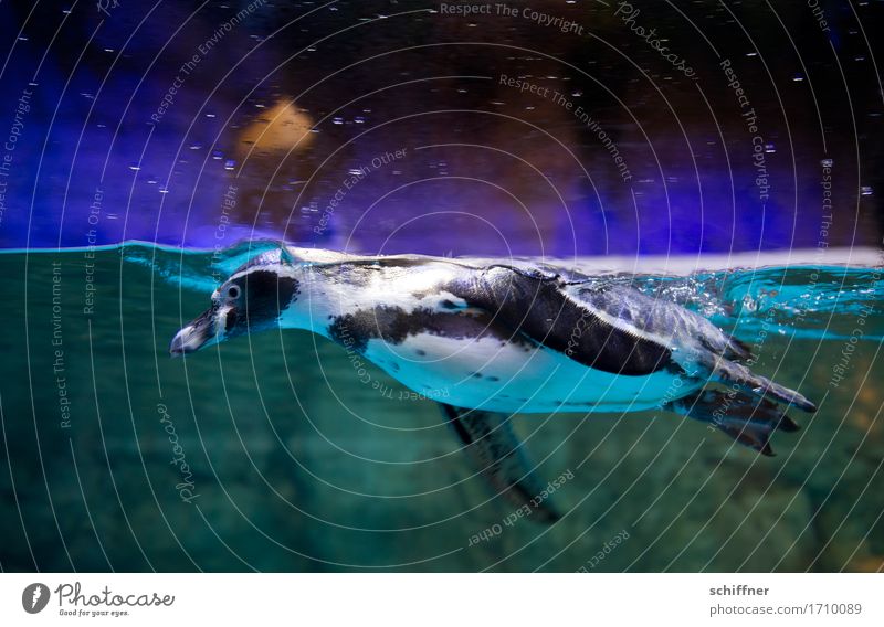 Tauchstation Tier Flügel Zoo Aquarium 1 Schwimmen & Baden Pinguin tauchen Schweben Wasser Innenaufnahme Kunstlicht Tierporträt