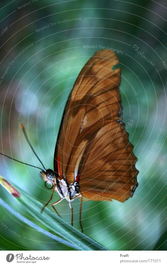 Schmetterling Farbfoto Innenaufnahme Detailaufnahme Makroaufnahme Menschenleer Tag Kunstlicht Totale Tierporträt Blick in die Kamera Natur Pflanze Sommer Blatt
