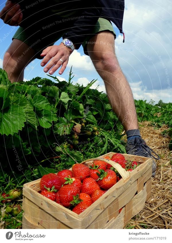 Ich pflück dich... Frucht Erdbeeren Mensch maskulin genießen rot pflücken Farbfoto Außenaufnahme Tag Männerbein Korb süß fruchtig Ernte Männerhand Ehering reif
