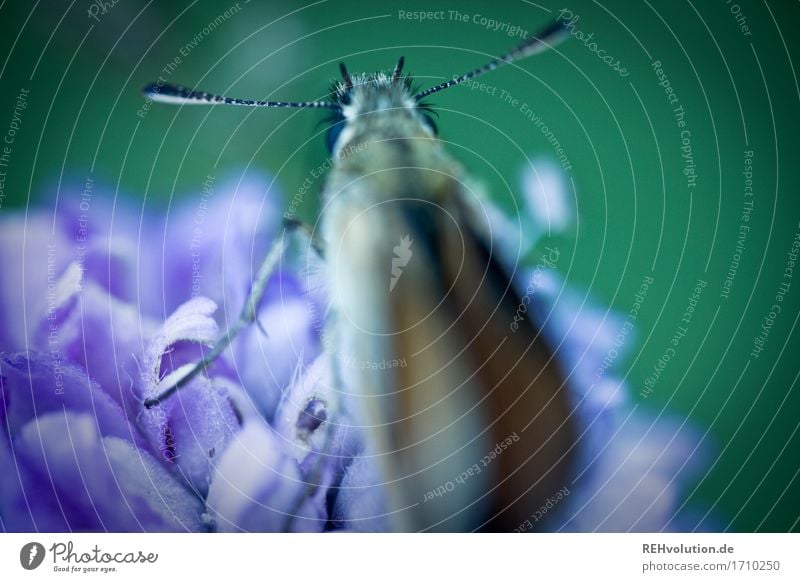 Falter Umwelt Natur Pflanze Blume Blüte Tier 1 krabbeln klein natürlich Umweltverschmutzung Umweltschutz Schmetterling Fühler Insekt Blumenwiese violett grün