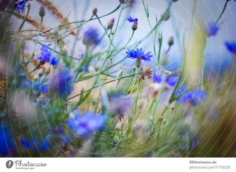 Kornblumen Umwelt Natur Pflanze Sommer Blume Feld Blühend natürlich Stimmung Farbfoto Gedeckte Farben Außenaufnahme Tag Unschärfe Schwache Tiefenschärfe