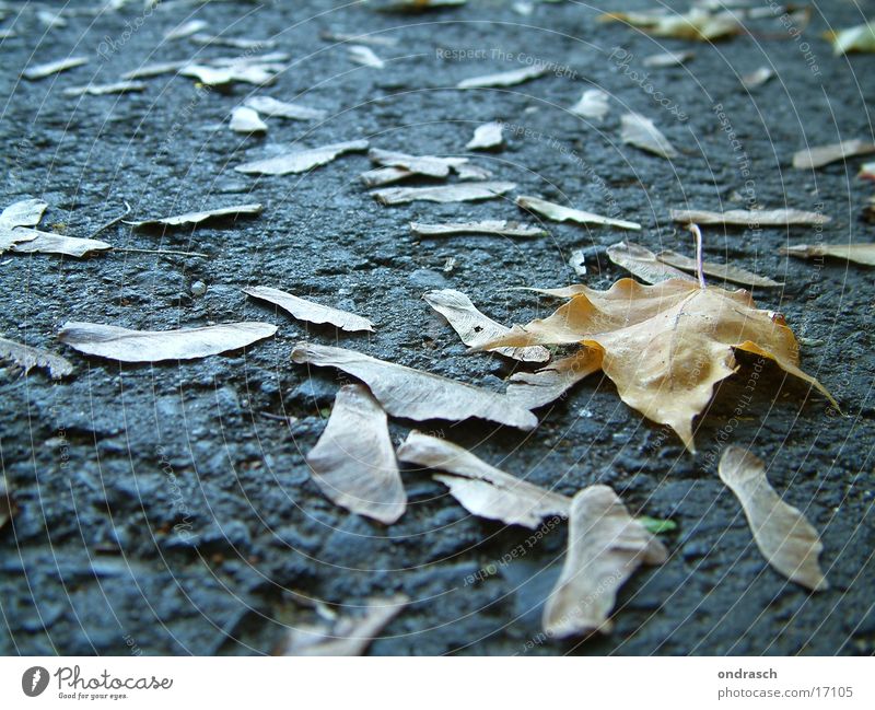 Herbstnasen Blatt Baum Aussaat Ahorn Eiche Birke Nase Straße Samen fallen Wege & Pfade liegen
