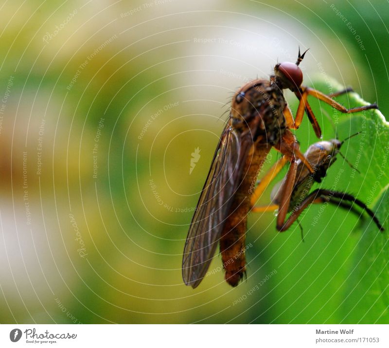 der Tod, dein ständiger Begleiter Natur Tier 2 Fressen Jagd gruselig grün Macht Vergänglichkeit Insekt Käfer Blatt fangen Farbfoto mehrfarbig Außenaufnahme