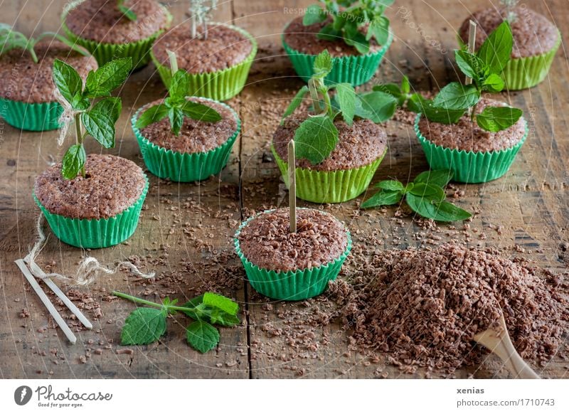 Schokoladenkuchen in grünen Muffinförmchen mit Zitronenmelisse wie in der Gärtnerei angeordnet Teigwaren Backwaren Kuchen Süßwaren Kräuter & Gewürze Zucker