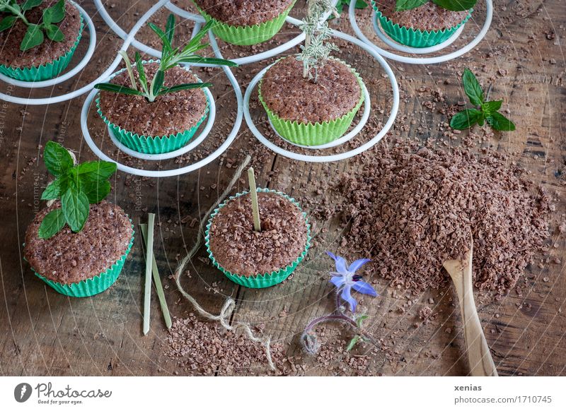 Schokoladige Muffins mit Kräuter auf Holzuntergrund Schokoladenkuchen Kuchen Süßwaren Kräuter & Gewürze Zucker Löffel Etagere Feste & Feiern Thymian Minze