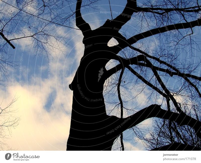 Schatten-Baum-Umrisse Tag Natur Winter standhaft Schattenseite Hoffnung