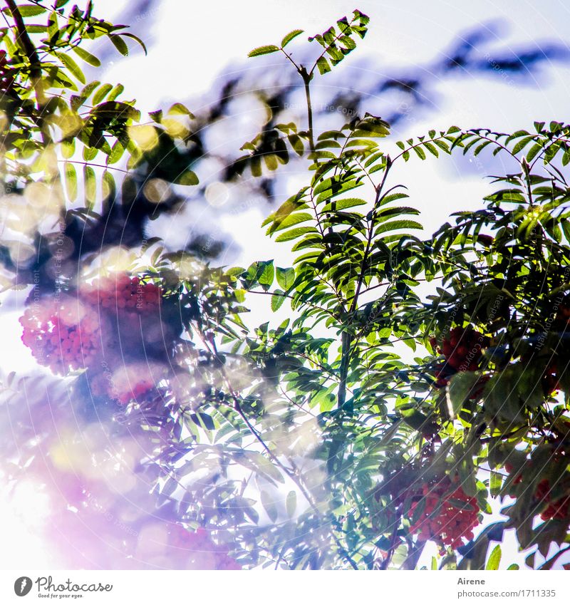 lichter Baum Pflanze Sonnenlicht Sommer Herbst Vogelbeerbaum Vogelbeeren Zweige u. Äste Blatt Frucht Beeren Beerenfruchtstand Garten glänzend leuchten träumen