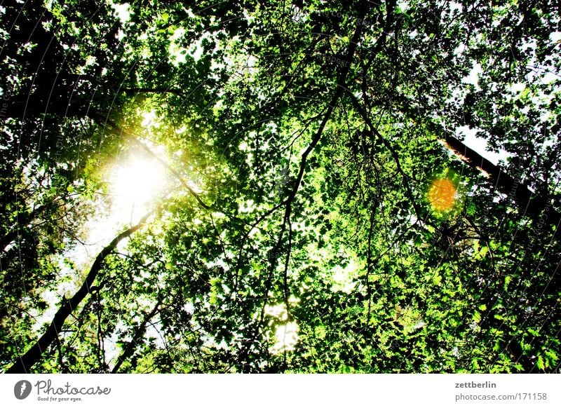 Sommer Natur Ausflug Baum Blatt Brandenburg briesetal Erholung grün Spaziergang Pflanze Wald Froschperspektive Sonne Dach Laubwald Mischwald Sauerstoff