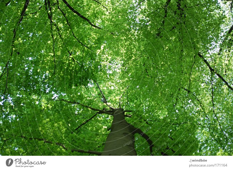 Blätterdach Farbfoto Außenaufnahme Menschenleer Tag Froschperspektive Blick nach oben Umwelt Natur Luft Frühling Schönes Wetter Baum Blatt Grünpflanze Wald