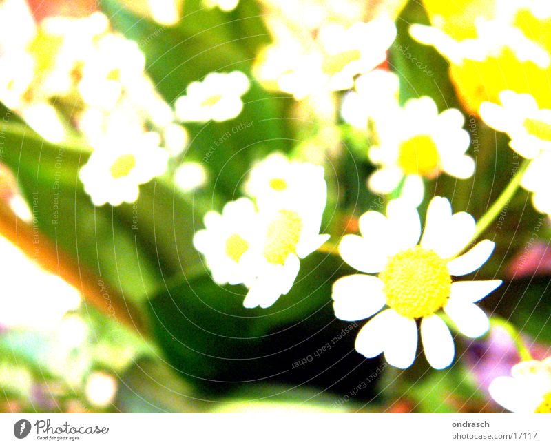 xtrem_flower_crossing Blume Licht gelb Sommer Frühling springen Fototechnik light Garten