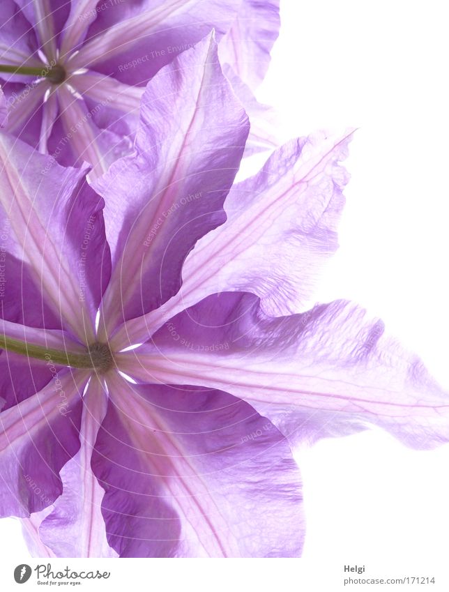 lila Blüten einer Clematis aus der Froschperspektive im Gegenlicht Farbfoto Außenaufnahme Nahaufnahme Detailaufnahme Menschenleer Textfreiraum rechts