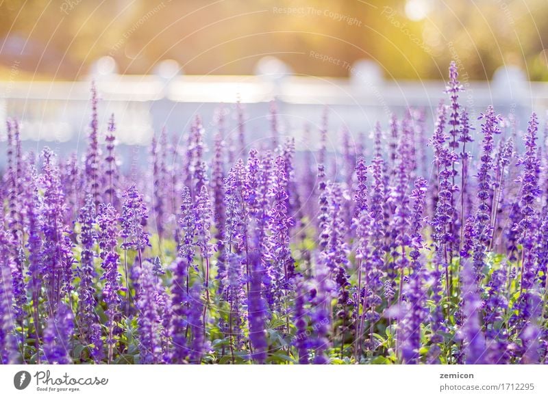 Weichzeichnung von blauem Salvia Flower Field und durch den Wind verwischt Kräuter & Gewürze schön Erholung Spa Sommer Garten Tapete Umwelt Natur Pflanze Blume